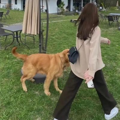 情谜郁金香